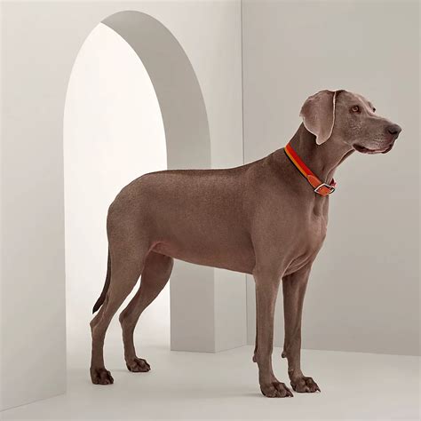 hermes equestrian dog collars.